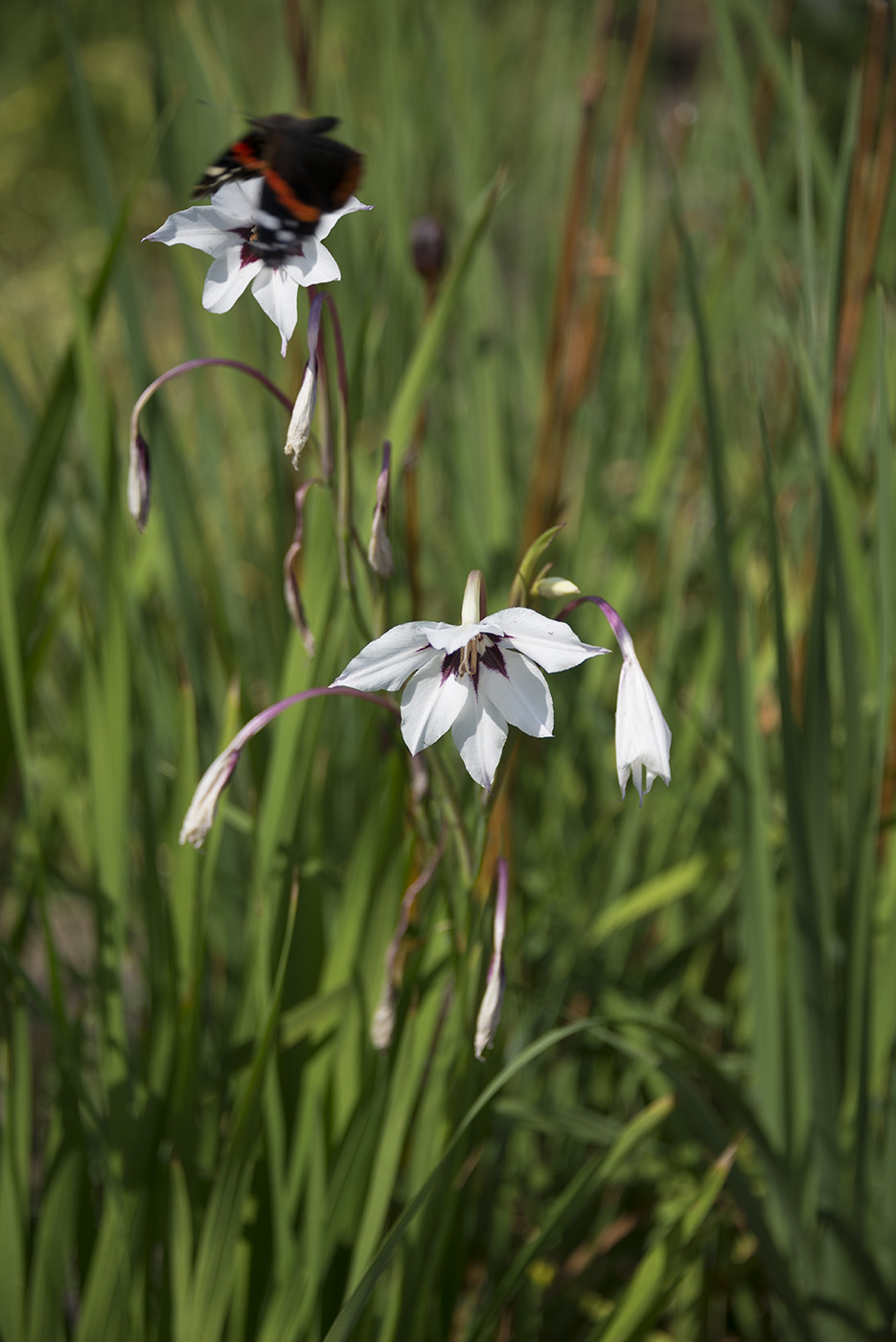 Изображение особи Gladiolus murielae.