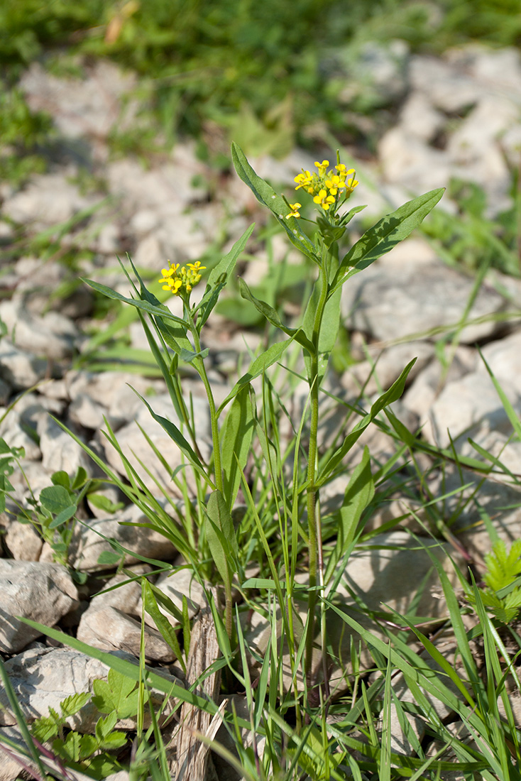 Image of Erysimum cheiranthoides specimen.