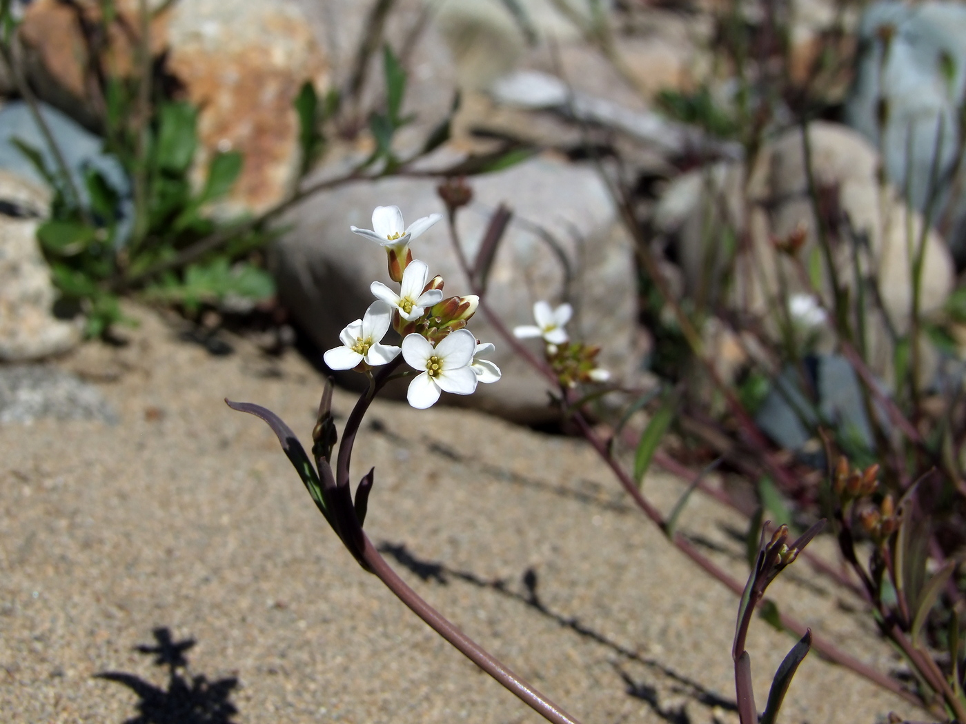 Изображение особи Arabidopsis lyrata.