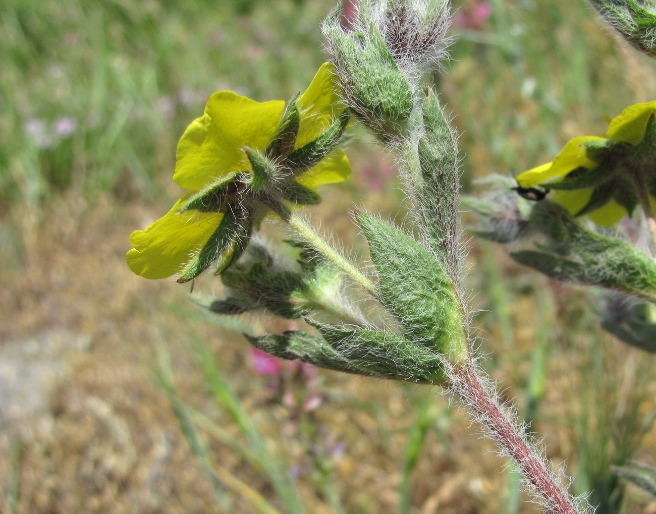 Image of Potentilla recta specimen.