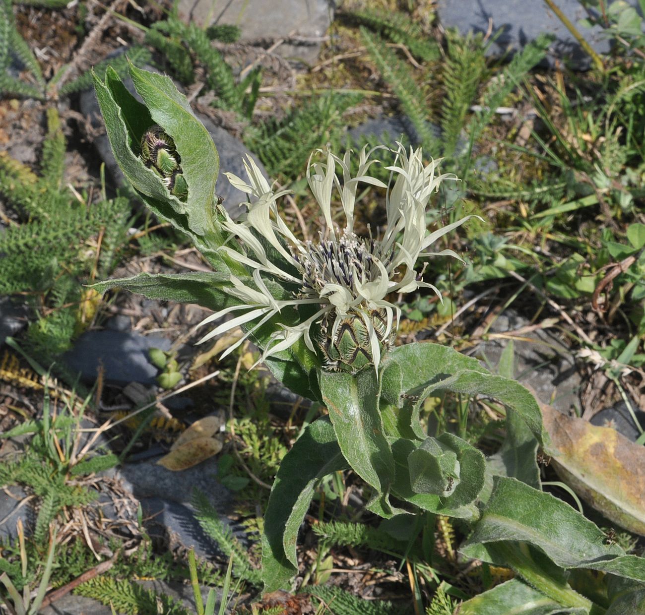 Image of Centaurea cheiranthifolia specimen.