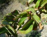 Cornus mas