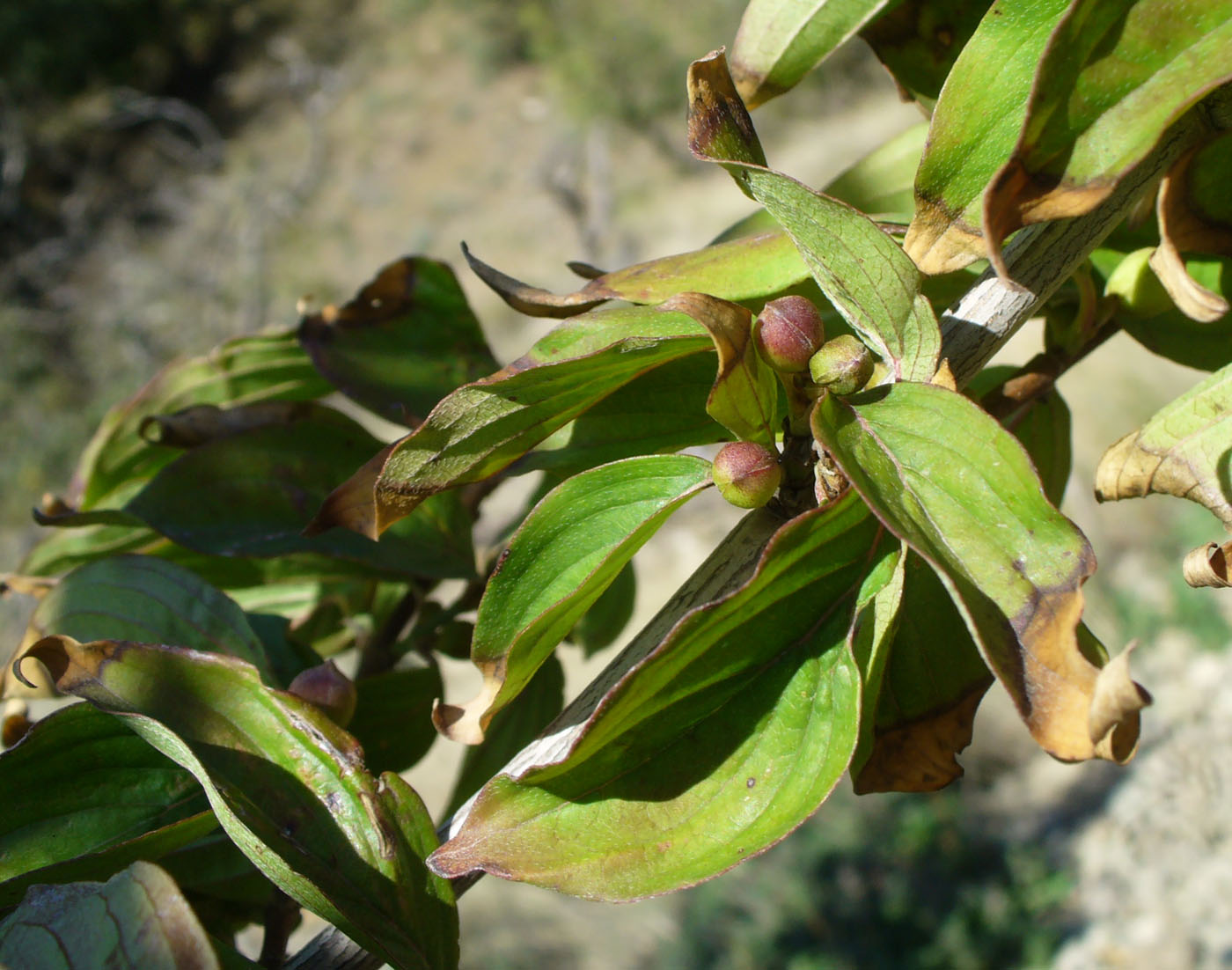 Image of Cornus mas specimen.