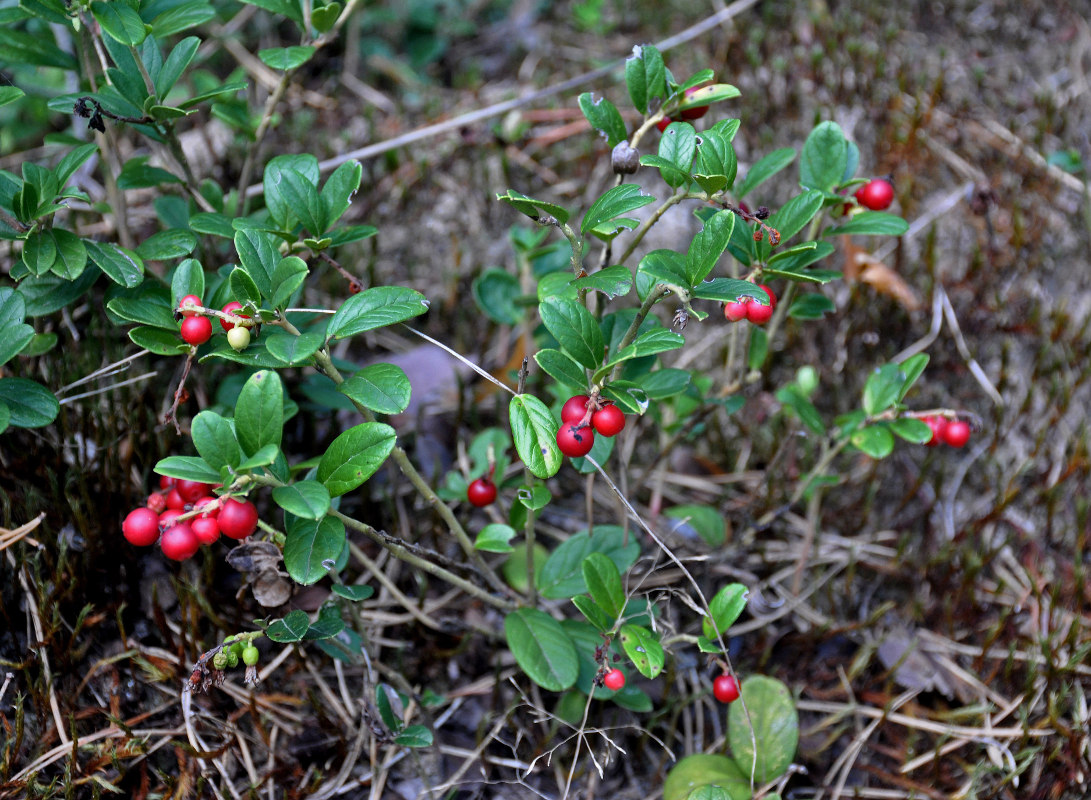 Image of Vaccinium vitis-idaea specimen.