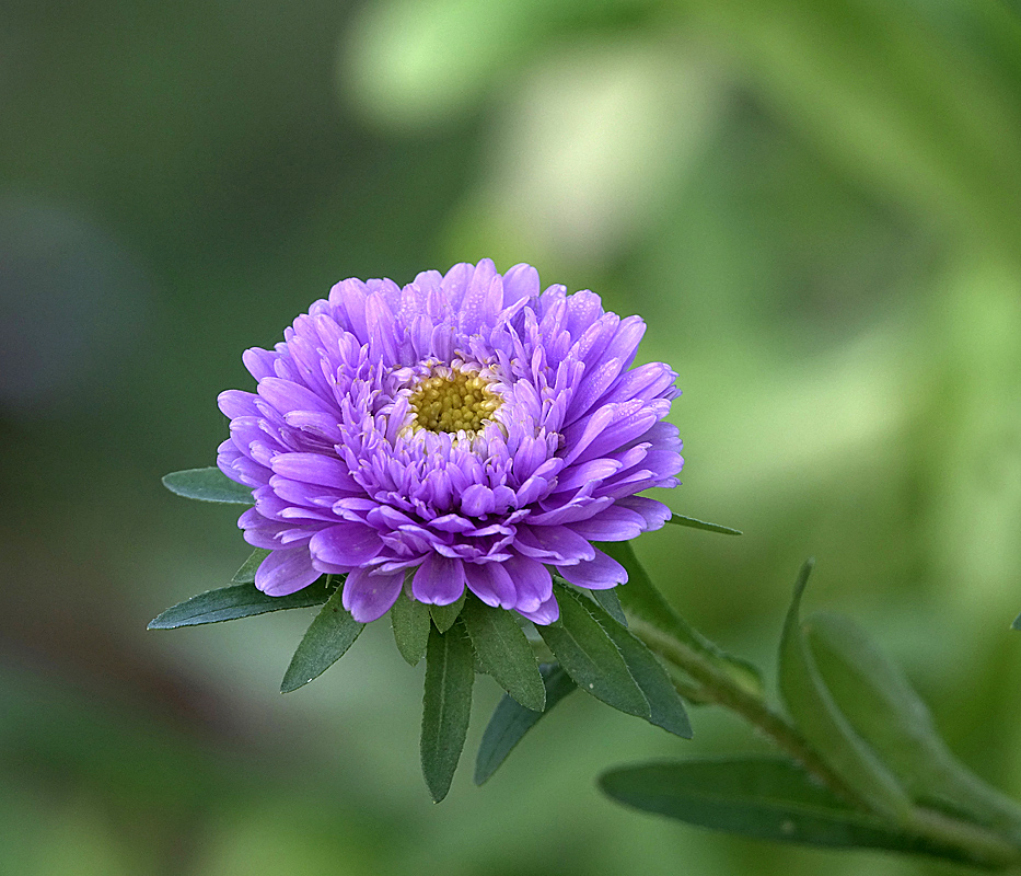 Изображение особи Callistephus chinensis.