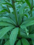 Lilium pilosiusculum