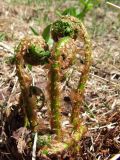 Dryopteris expansa. Разворачивающиеся вайи. Магаданская обл., г. Магадан, окр. мкр-на Солнечный, истоки р. Магаданка, поляна вблизи ручья. 12.06.2017.