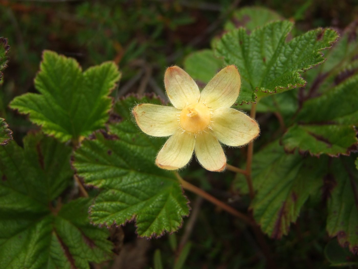 Изображение особи Rubus chamaemorus.