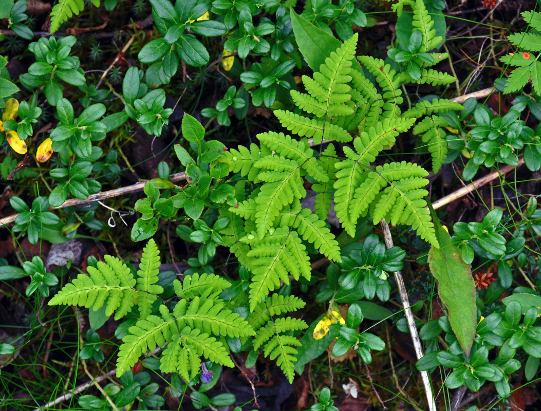 Image of Gymnocarpium dryopteris specimen.