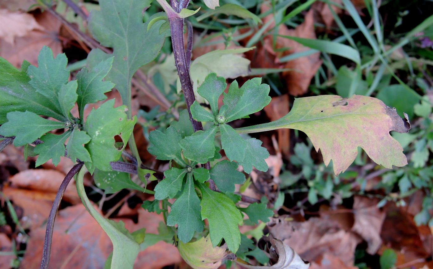 Image of Chrysanthemum indicum specimen.