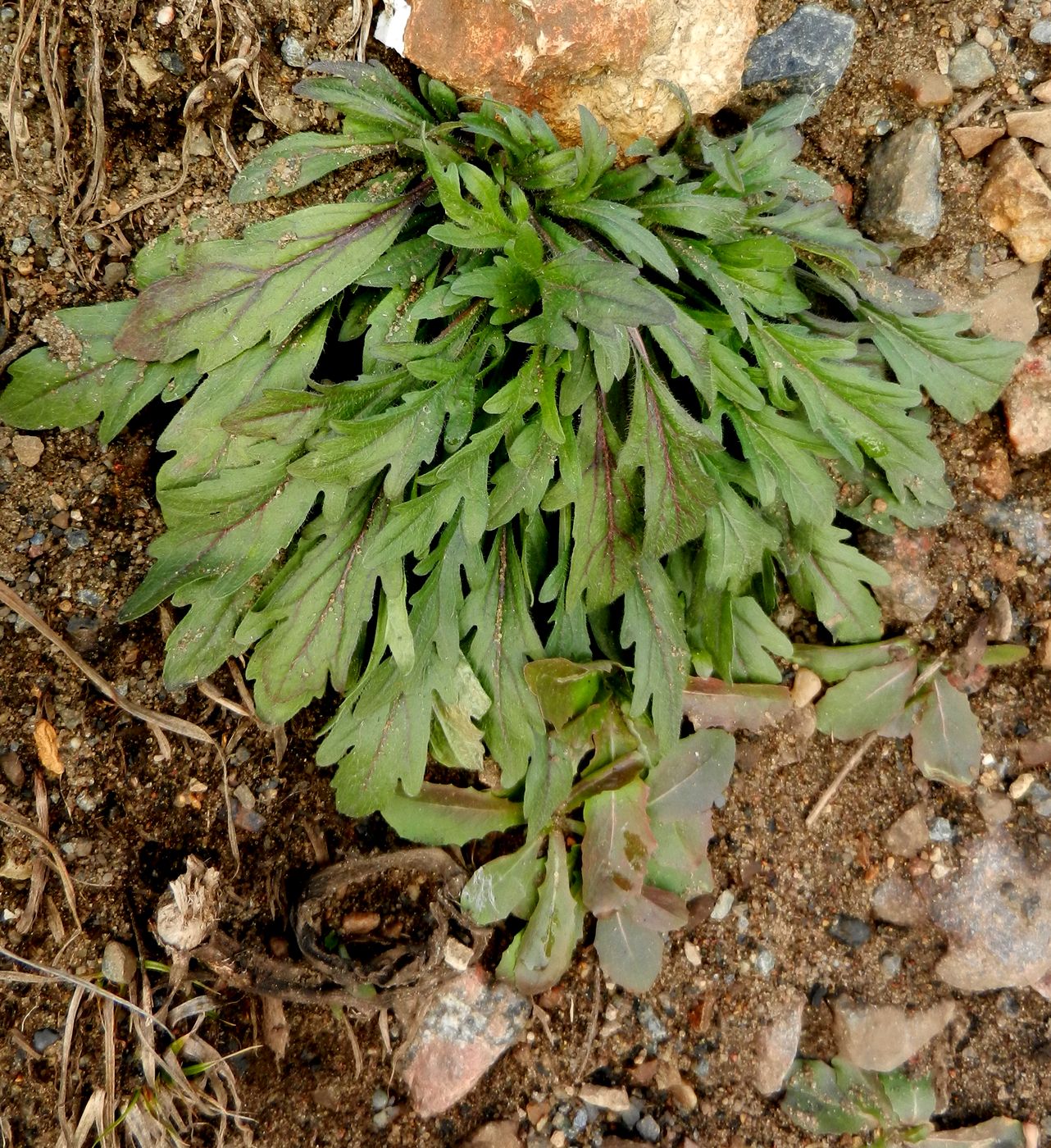 Image of Conyza canadensis specimen.