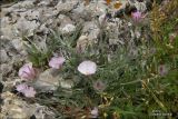 Convolvulus tauricus