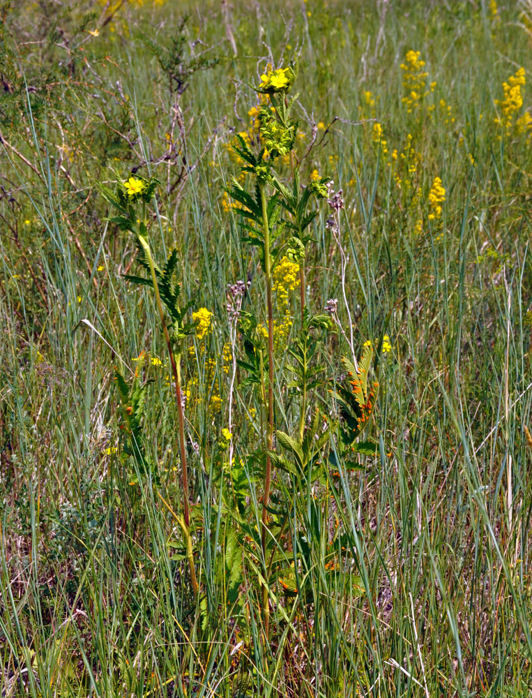 Image of Potentilla longifolia specimen.