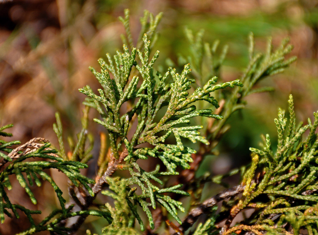 Изображение особи Juniperus pseudosabina.