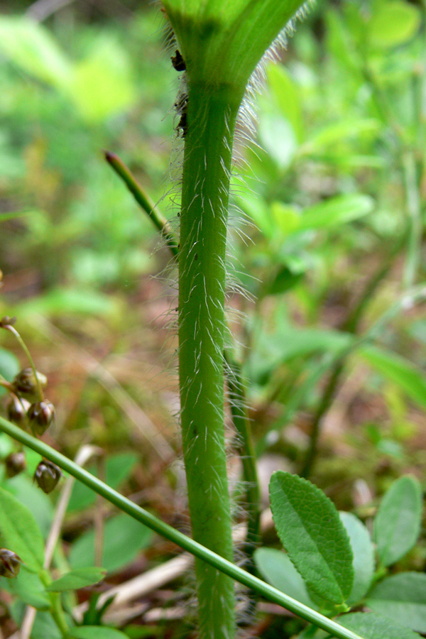Image of Cypripedium guttatum specimen.
