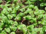 Maianthemum bifolium