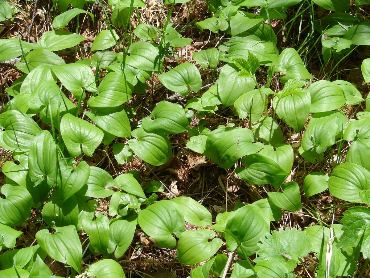 Изображение особи Maianthemum bifolium.