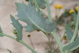 Launaea angustifolia