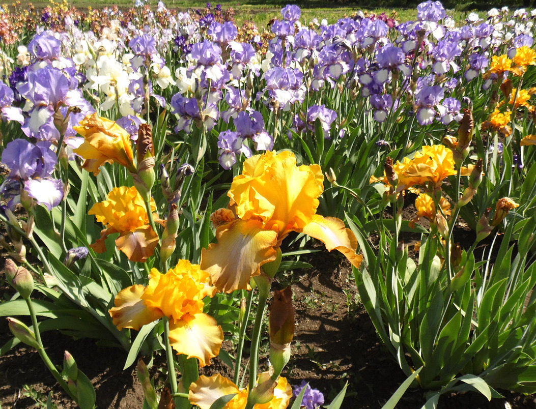 Изображение особи Iris × hybrida.