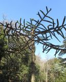 Araucaria araucana