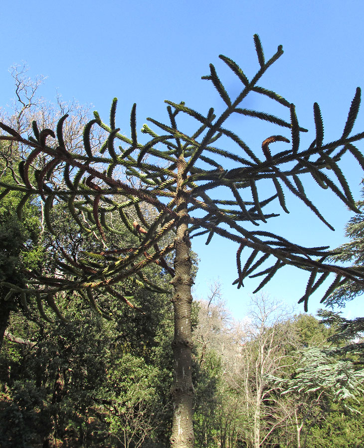 Image of Araucaria araucana specimen.