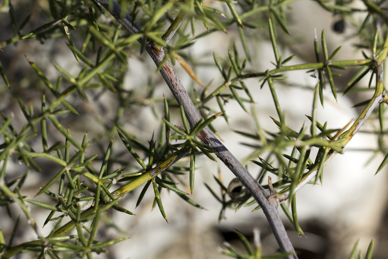 Image of Asparagus aphyllus specimen.