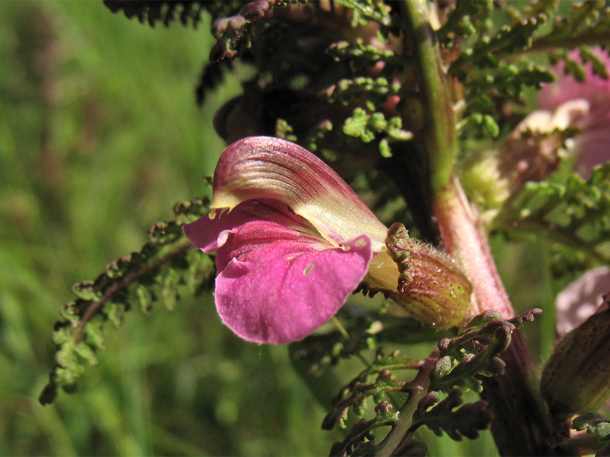 Изображение особи Pedicularis palustris.