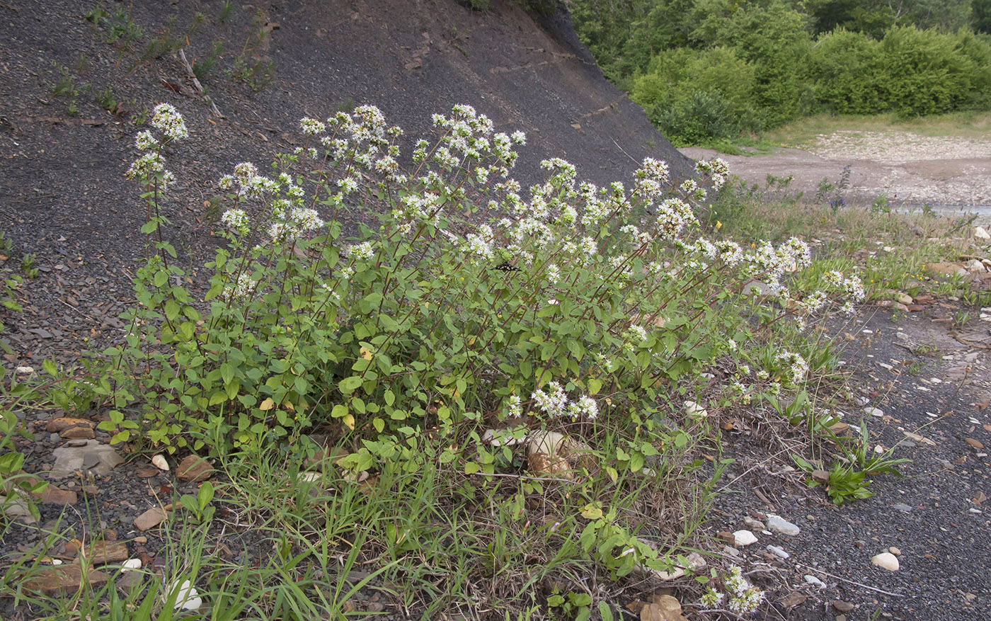 Изображение особи Origanum vulgare ssp. viride.