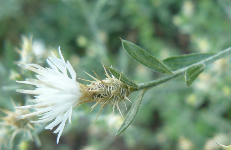 Image of Centaurea diffusa specimen.