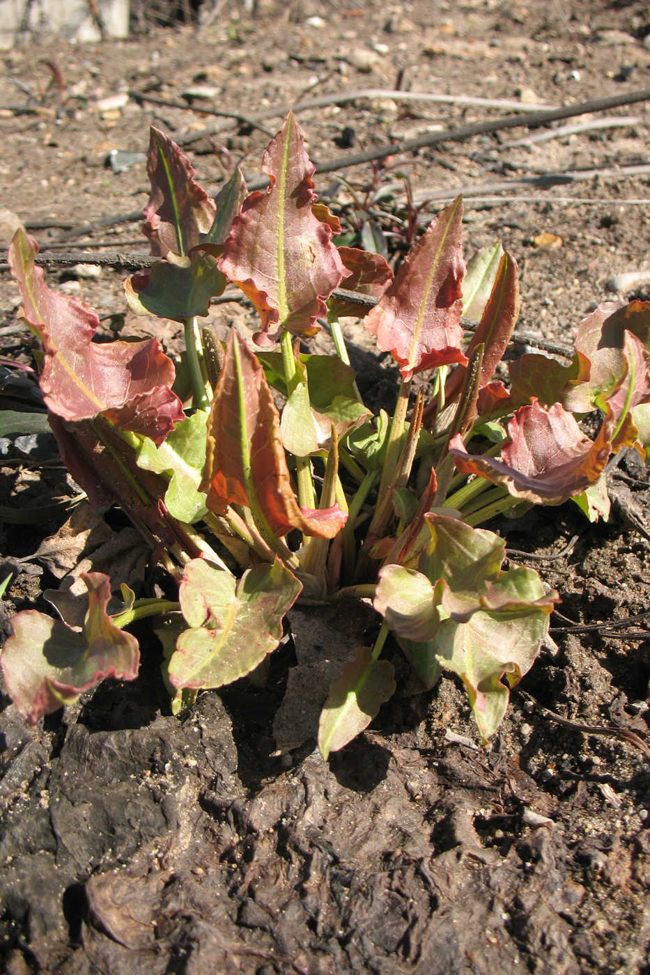 Image of Rumex confertus specimen.