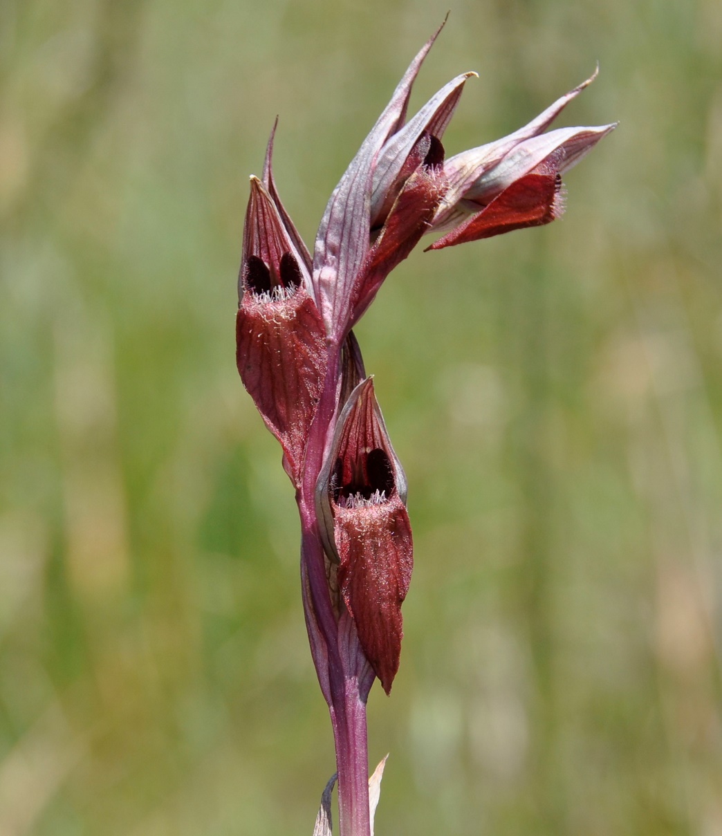 Image of Serapias orientalis ssp. levantina specimen.