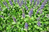 Ajuga reptans