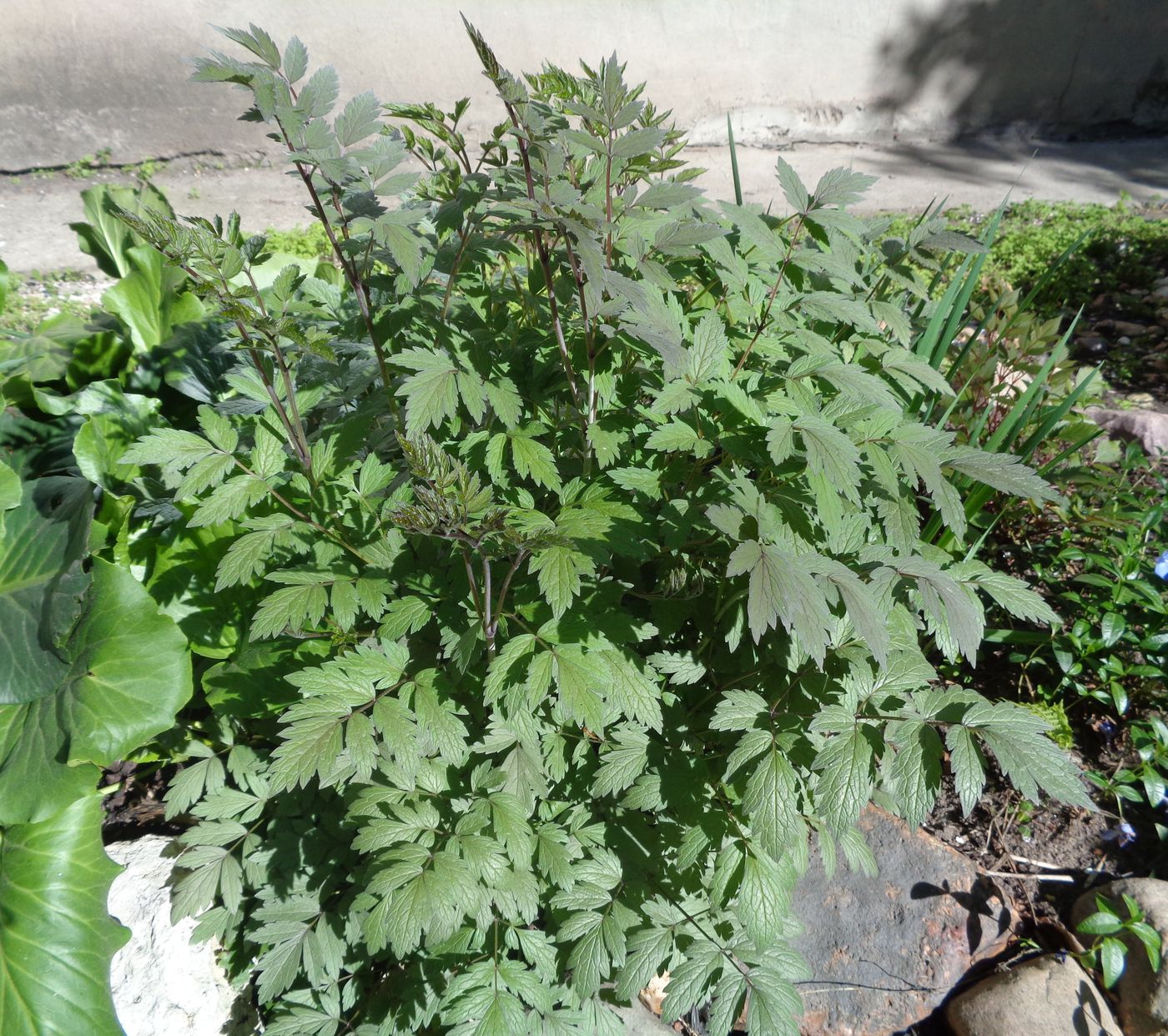 Image of Cimicifuga simplex specimen.