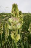 Hedysarum smirnovii