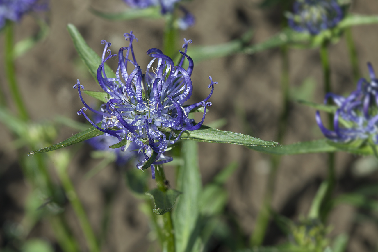 Изображение особи Phyteuma orbiculare.