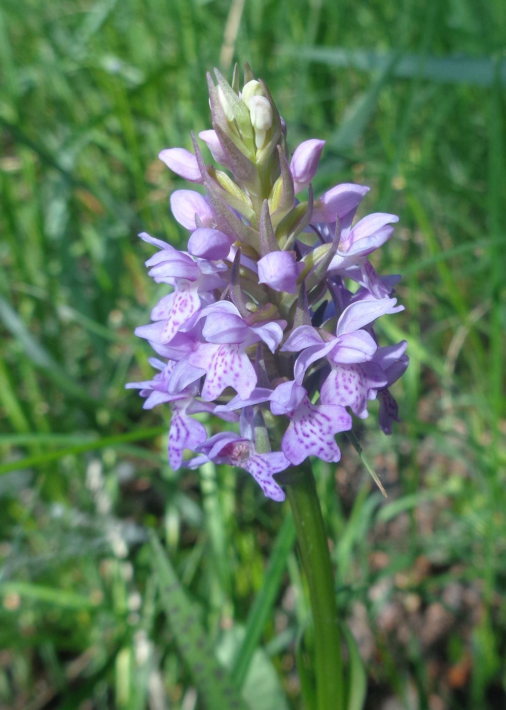 Изображение особи Dactylorhiza baltica.