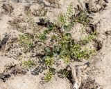 Lepidium perfoliatum