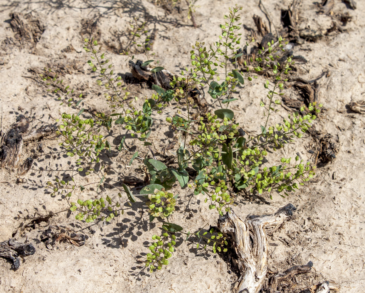 Изображение особи Lepidium perfoliatum.