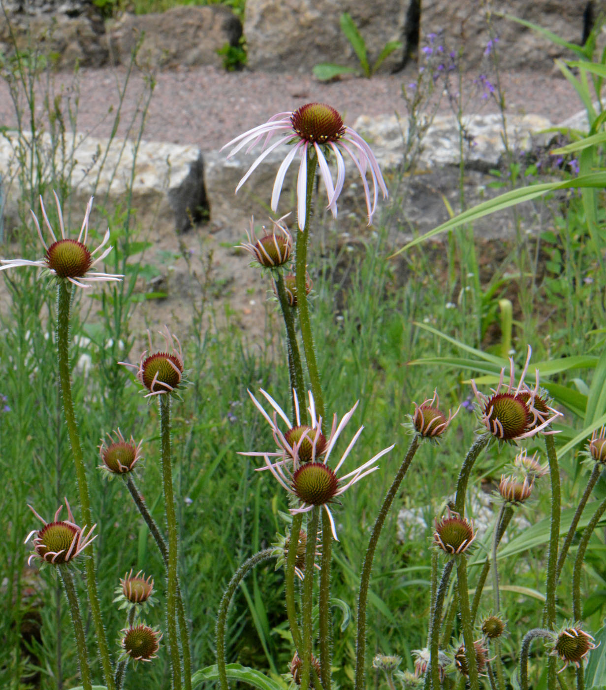 Изображение особи род Echinacea.