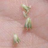Phleum pratense