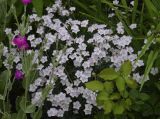 Dianthus versicolor