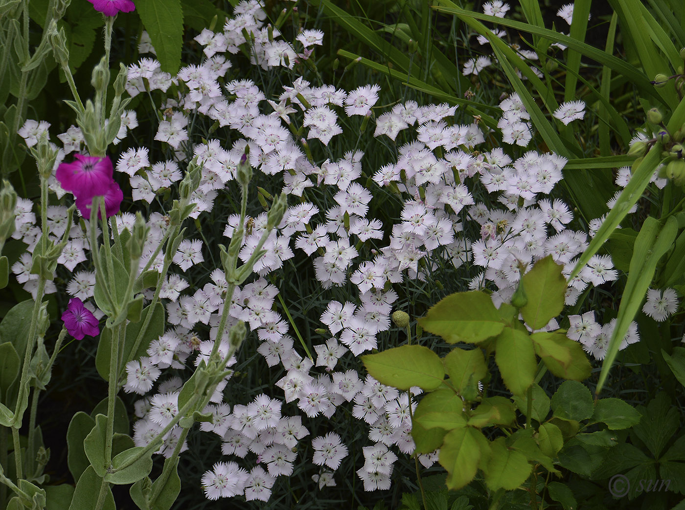 Image of Dianthus versicolor specimen.