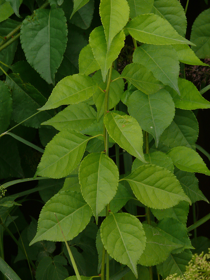 Image of genus Celastrus specimen.