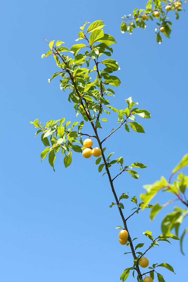 Image of Prunus cerasifera specimen.