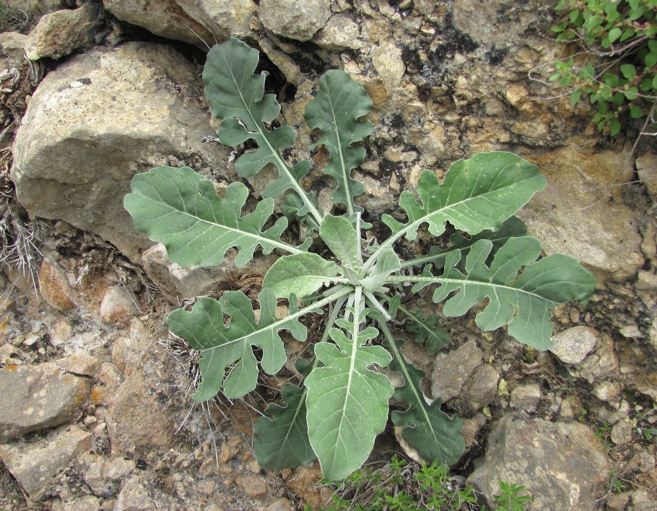 Image of Jurinea ruprechtii specimen.