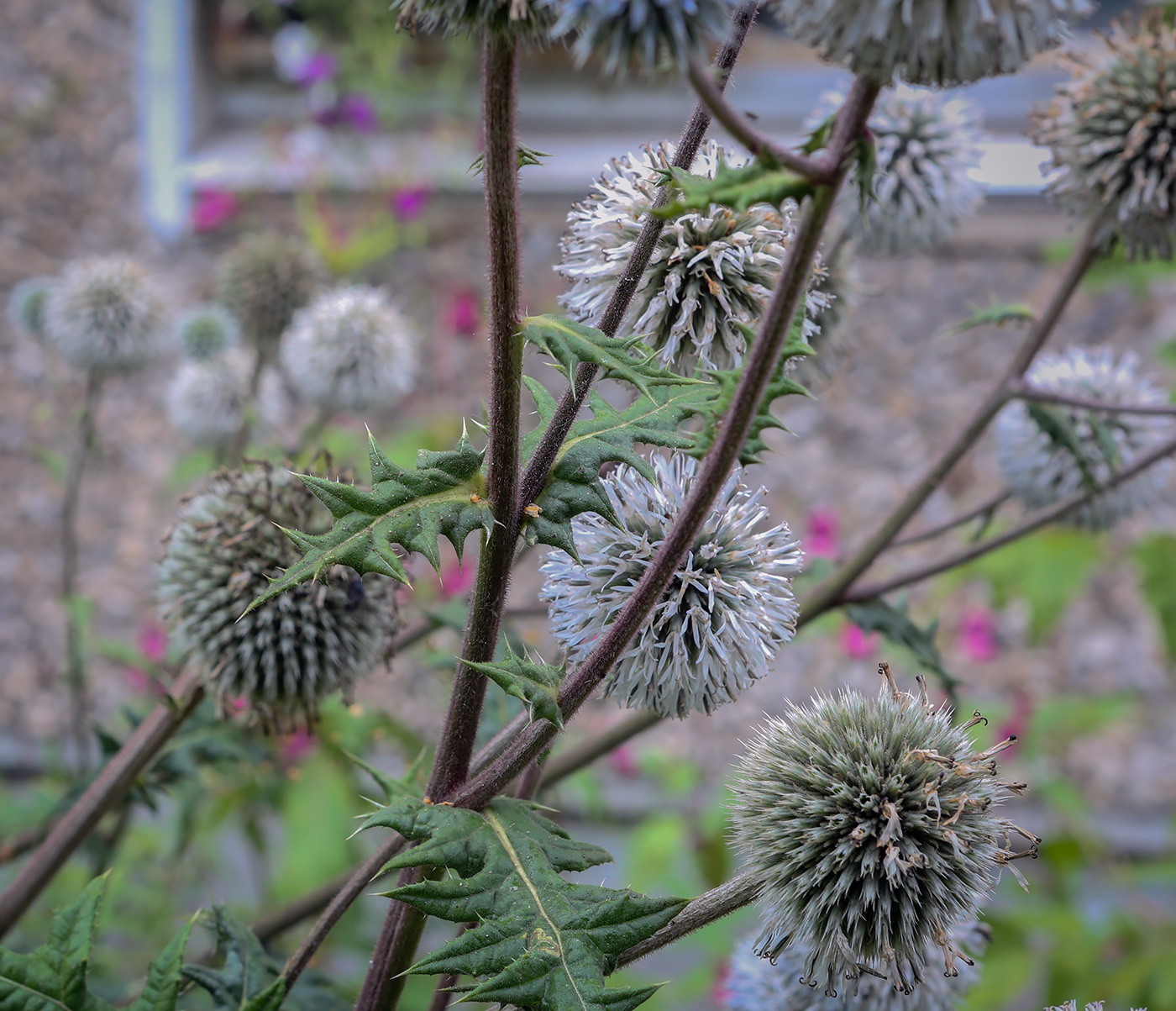 Image of Echinops sphaerocephalus specimen.