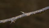 Erythrina herbacea
