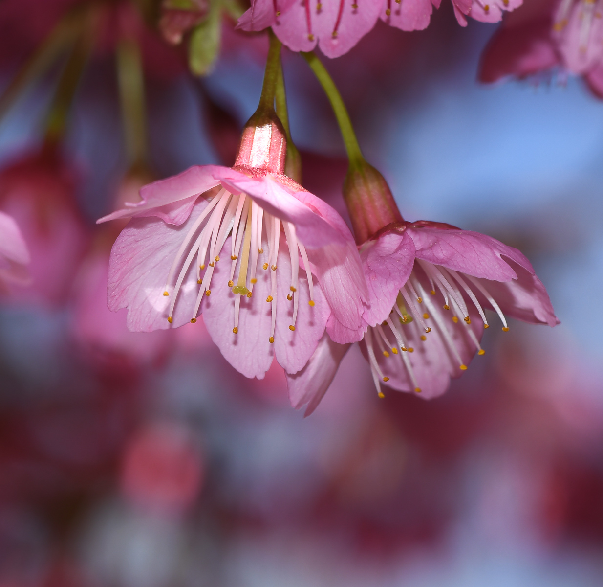 Image of Prunus campanulata specimen.