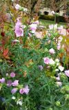 Malva moschata