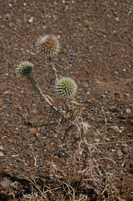 Изображение особи Echinops nanus.